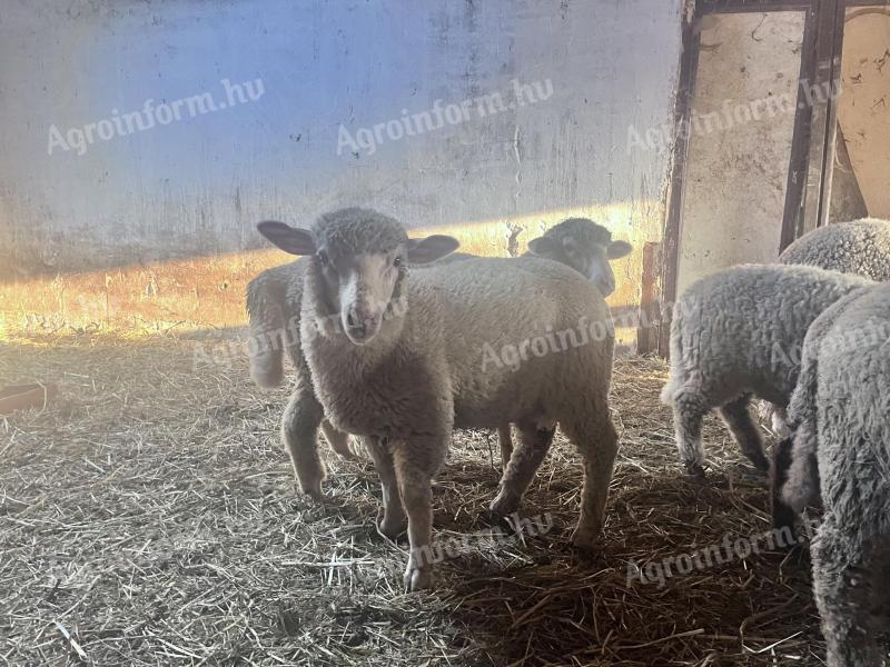 Eladó nagysúlyú némethús merinó hízó bárányok