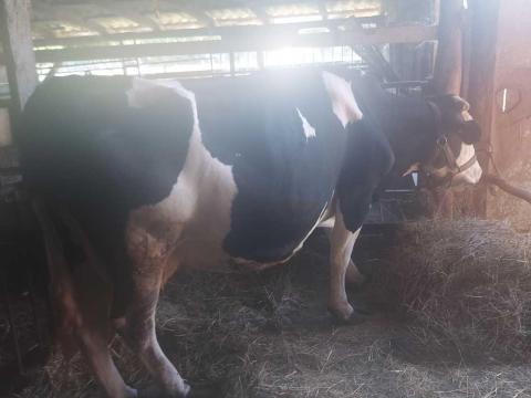 F1-es dajka tehén F1-es dajka tehén