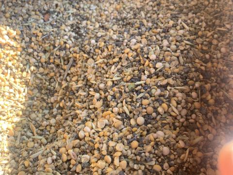 Borsó törtszem eladó - bio Borsó törtszem eladó - bio