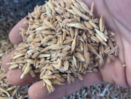 Tönkölybúza törtszem eladó - bio