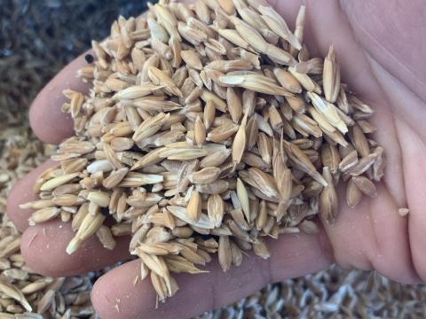 Tönkölybúza törtszem eladó - bio Tönkölybúza törtszem eladó - bio