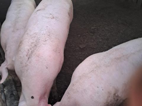 Hízók eladók Hízók eladók