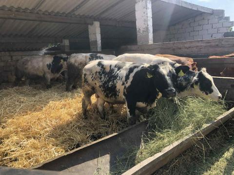 Szarvasmarhák eladók Győr-Moson-Sopron vármegyében Szarvasmarhák eladók Győr-Moson-Sopron vármegyében