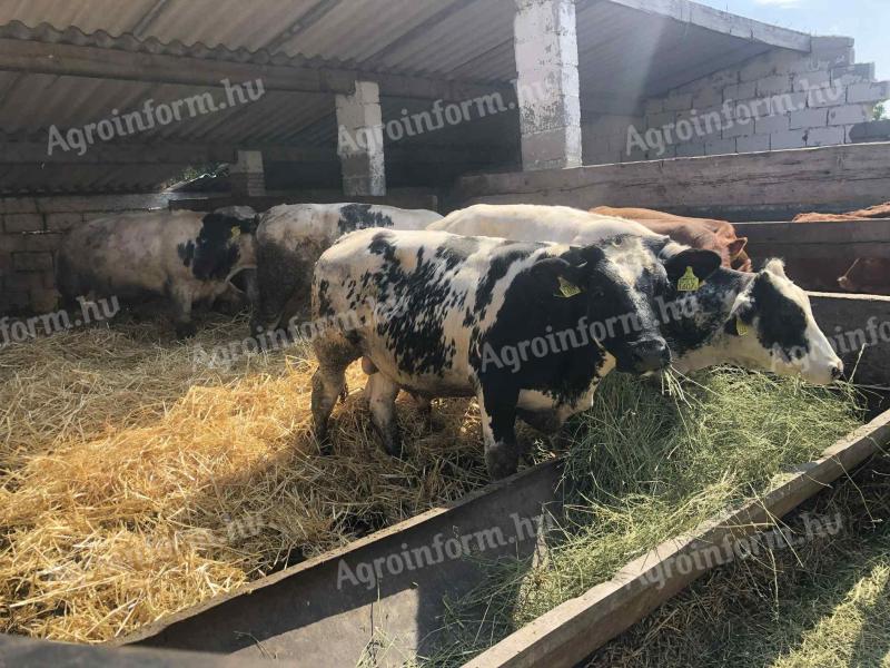 Szarvasmarhák eladók Győr-Moson-Sopron vármegyében