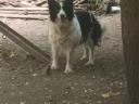 Border collie jellegű kutya