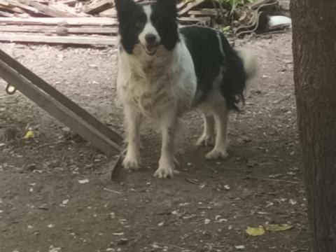 Border collie jellegű kutya Border collie jellegű kutya