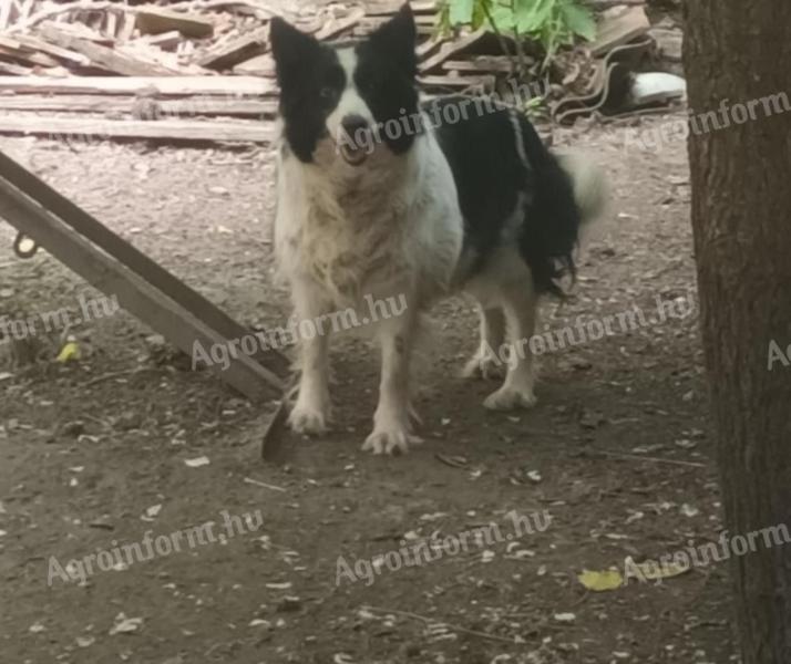 Border collie jellegű kutya
