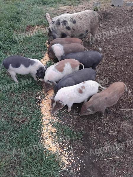 Malacok eladók vagy cserélhetők