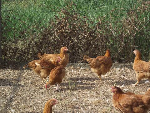 Vörös kettős hasznú csirke továbbtartásra eladó Vörös kettős hasznú csirke továbbtartásra eladó