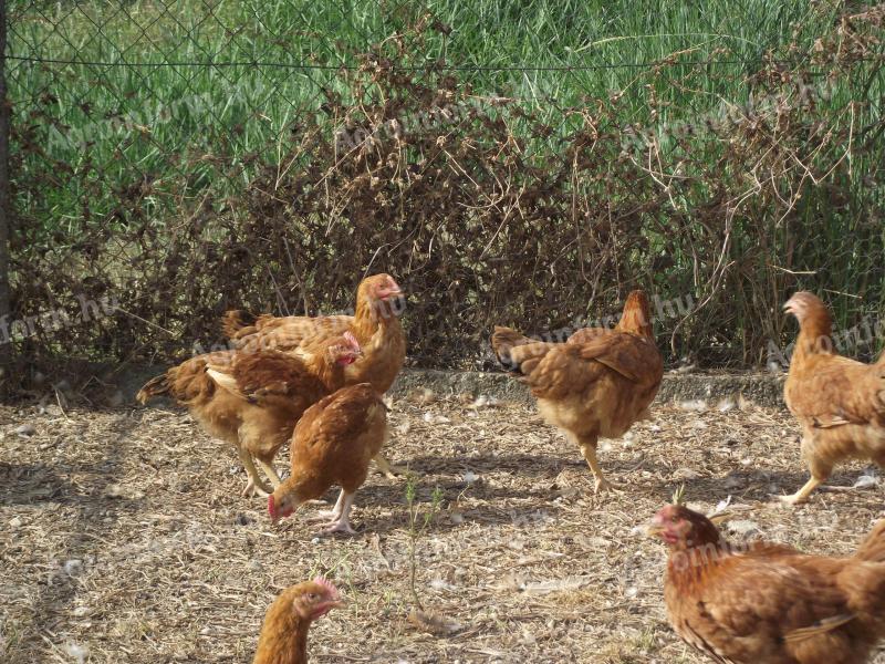 Vörös kettős hasznú csirke továbbtartásra eladó