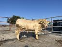 Eladó charolais tenyészbika