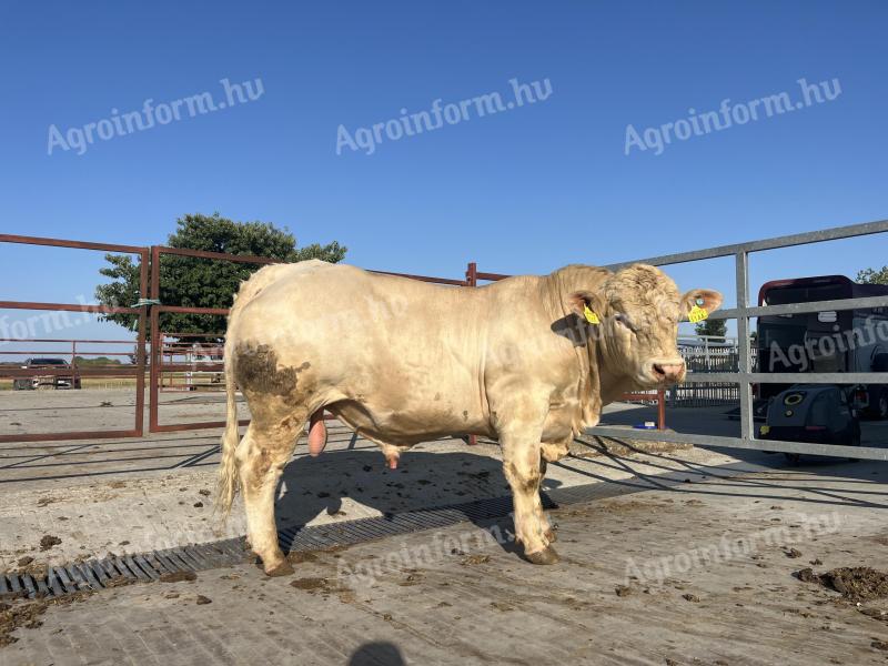 Eladó charolais tenyészbika