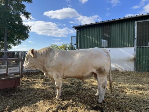 Eladó charolais tenyészbikák