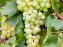 Eladó kiváló minőségű Chardonnay borszőlő Harkányban