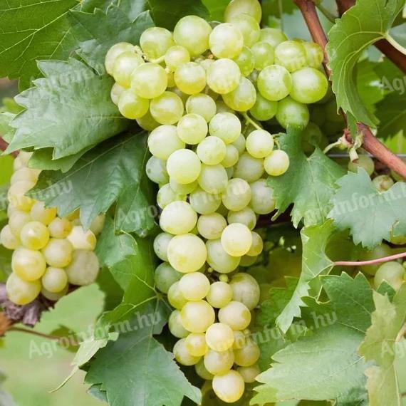 Eladó kiváló minőségű Chardonnay borszőlő Harkányban