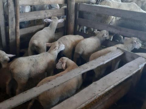 Jerke bárányok eladók – Ile de France törzstenyészetből Jerke bárányok eladók – Ile de France törzstenyészetből