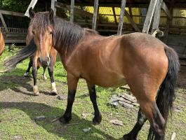 Eladó őshonos muraközi kanca csikók