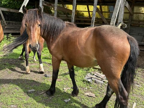 Eladó őshonos muraközi kanca csikók Eladó őshonos muraközi kanca csikók