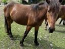 Eladó őshonos muraközi kanca csikók