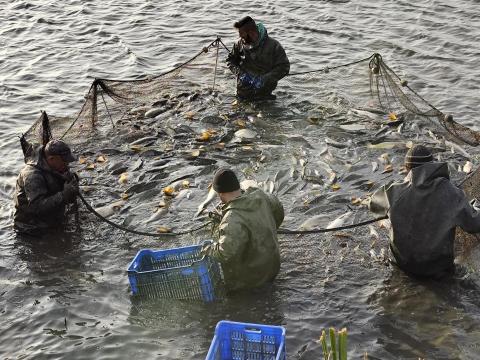 Nagy méretű ponty és amur eladó horgásztavak számára Nagy méretű ponty és amur eladó horgásztavak számára