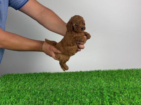 Törzskönyves Törpe uszkár kiskutya Törzskönyves Törpe uszkár kiskutya