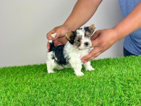 Törzskönyves Biewer Yorkshire Terrier Yorki Törzskönyves Biewer Yorkshire Terrier Yorki