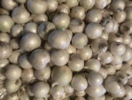 Fehér hagyma eladó közvetlenül a termelőtől