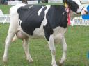 Telepvezetői álláslehetőség Szeghalmon holstein-fríz szarvasmarha telepen