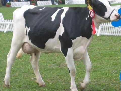 Telepvezetői álláslehetőség Szeghalmon holstein-fríz szarvasmarha telepen Telepvezetői álláslehetőség Szeghalmon holstein-fríz szarvasmarha telepen