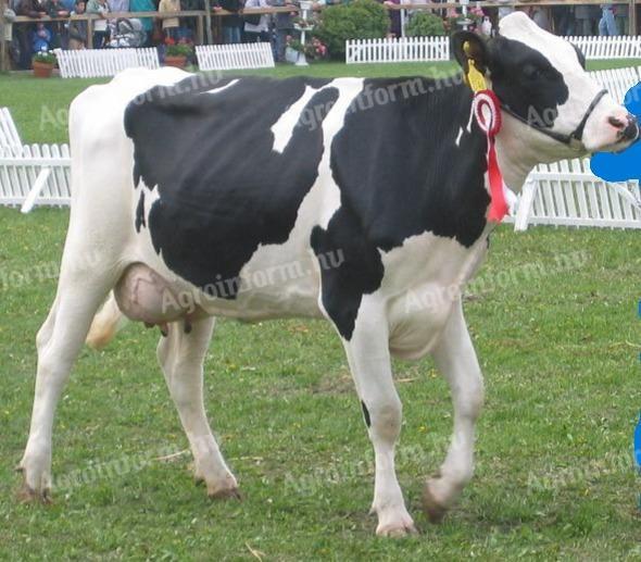Telepvezetői álláslehetőség Szeghalmon holstein-fríz szarvasmarha telepen