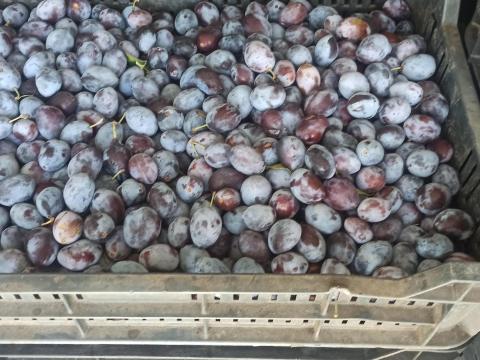 Besztercei szilva eladó Besztercei szilva eladó