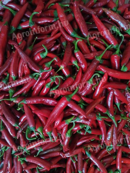 Nyers csípős fűszerpaprika eladó