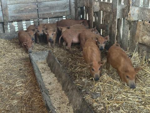 Mangalica malacok Mangalica malacok