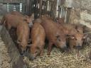 Mangalica malacok