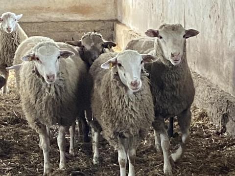 Merinó jellegű kosbárányok eladók Merinó jellegű kosbárányok eladók