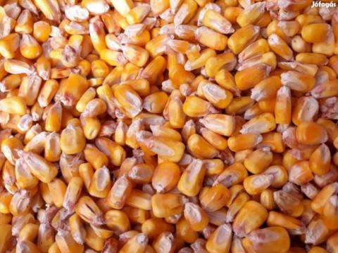 Kukorica eladó