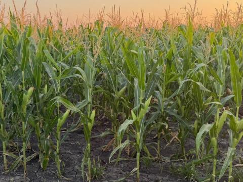 Lábon álló kukoricát vásárolnék silózás céljából Lábon álló kukoricát vásárolnék silózás céljából