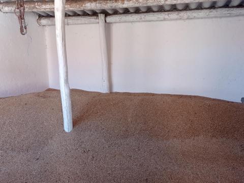 Eladó tritikálé, kombájntisztán Eladó tritikálé, kombájntisztán