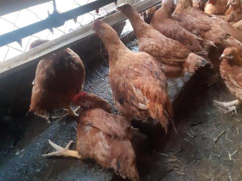 Rántani való vörös csirkék eladók Rántani való vörös csirkék eladók