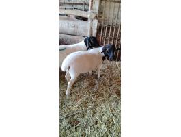 1 darab választott dorper jerke eladó