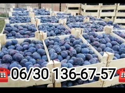 Stanley szilva eladó Sárbogárdon Stanley szilva eladó Sárbogárdon