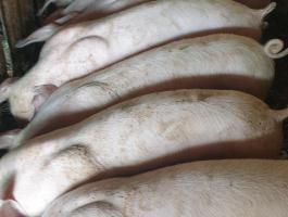 Eladó 7 db szép, 30-35 kg-os süldő