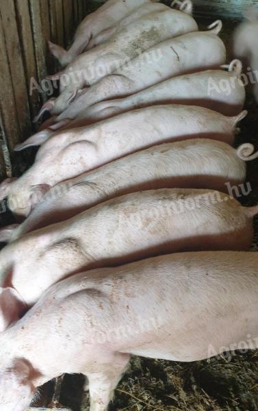 Eladó 7 db szép, 30-35 kg-os süldő