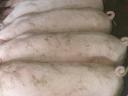 Eladó 7 db szép, 30-35 kg-os süldő