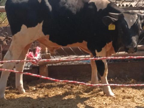 Fríz bika eladó Fríz bika eladó