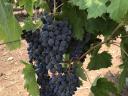 Merlot szőlő eladó