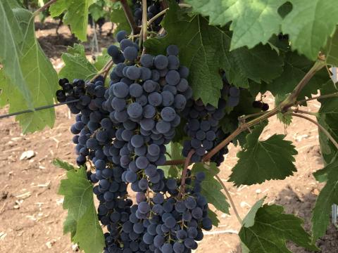 Merlot szőlő eladó Merlot szőlő eladó