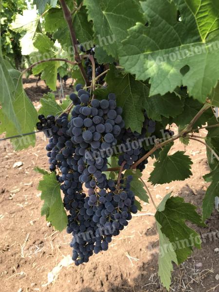 Merlot szőlő eladó