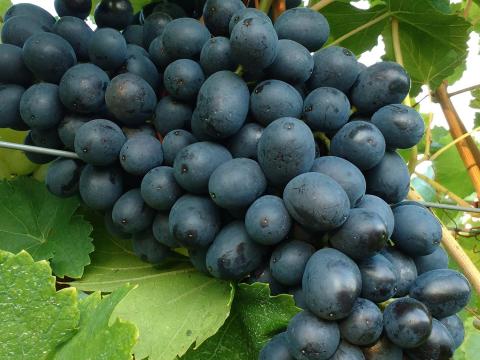 Néró szőlő eladó a Balaton-felvidékről Néró szőlő eladó a Balaton-felvidékről