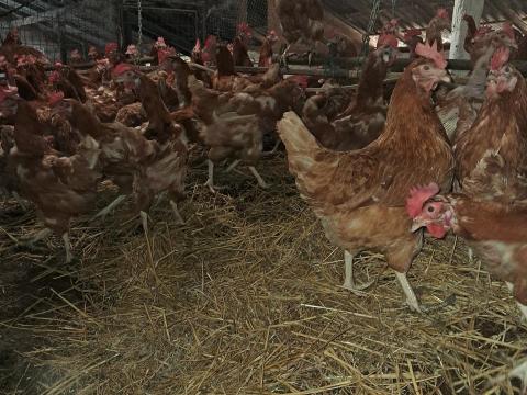 Tojótyúk tyúkok letojt tyúk Tojótyúk tyúkok letojt tyúk